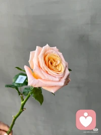 花有花期，人有時運(yùn)，所有的最好都不如剛剛好，總要熬過一段艱難疲憊的日子，屬于你的美好，才會如期而遇，所以，再努力一下，別放棄配圖