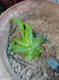 昨天去客戶家給了一個(gè)我叫不上名字來(lái)的綠植，我感覺(jué)它很漂亮，綠油油的充滿了生機(jī)，我希望見(jiàn)到它長(zhǎng)大開(kāi)花的樣子。有如我們的內(nèi)心世界，也希望如這綠植一般，生命力十足。配圖