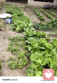 退休的日子不再那么忙碌，可以悠闲的享受着阳光，种种菜、养养花、喂喂鸟，在平淡中享受着快乐。健康的秘诀是保持心情愉悦+运动+爱好—做自己喜欢做的事。
