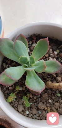 抑郁是對(duì)過去的窮追不舍，焦慮是對(duì)未來的多愁善感配圖