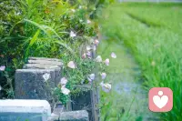 每一个生命都需要被呵护，所以我们不分析，不评判，不下定义，就是最大的陪伴。配图