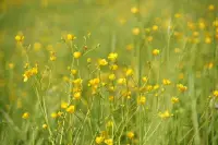 人生中一半的擔心和焦慮來自于總是考慮別人的看法，我們必須拔出這根肉中刺。其實別人的看法不過是幻覺，任何時候都可能改變。

--歐文·亞隆配圖
