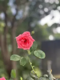 雖然每家每戶都有一個藥箱——裝滿了繃帶、藥膏和止痛藥，用于治療身體傷痛，但我們并沒有準備心理傷害的藥箱，所以遇到心理傷害時，我們只好忍著，就像有時候忍受身體傷害一樣。配圖