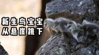 今天在網上看到藤壺鵝的視頻，不禁有些感觸，感覺它們像極了我們的人生，藤壺鵝為了躲避食肉動物，把窩安在120米高的懸崖，雖然安全，但是因為藤壺鵝是食草動物，懸崖邊上沒有草，爸爸媽媽不會喂食寶寶，所以小寶寶只能跳下懸崖，這是小寶寶們面臨的第一次挑戰，而這個挑戰來自于出生兩天的小鵝寶寶，爸爸先做一下示范，并且告訴他們一個一個的來，不要著急，做好準備，爸爸飛了下去，然后媽媽也做好示范，也飛了下去，孩子們一個接著一個的挑下去，要知道他們要十幾天才會飛行，所以要看它們的學習能力，應對方式，最終50%的小寶寶會活下來！想想我們的人生是不是也一樣，有的父母會過度保護孩子，溺愛孩子，其實就像鵝媽媽一樣，孩子的人生我們幫到的并不多，父母能做的就是陪伴，鼓勵和支持！在上大學之前，孩子就好像窩里的寶寶，很溫暖，很幸福，可是一旦上了大學，面臨的是千千萬萬的考驗，就像鵝寶寶一樣為什么有的存活下來，有的卻死掉了，是因為活下來的做了充分的準備，有學到了關鍵要領，而死去的都是沒有準備好，其實跳崖并不簡單，太過用力容易撞到對面的巖石，力度不夠能掌控的空間不夠！所以能存活下來的很難！而藤壺鵝的寶寶幸福只有兩天，而孩子們的幸福有十幾年，在這十幾年里如何準備就要看孩子們自己了，家長能做的是指導，示范，陪伴，鼓勵……配圖