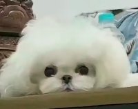 松弛一点吧 日子不会因为心悬紧绷而事事顺遂，书要向后翻，人要向前看，人性，懂就可以了，别去试探。配图