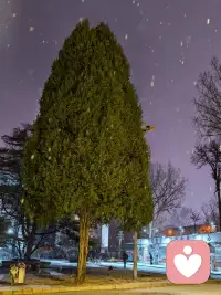 初雪，冬天～春節將近