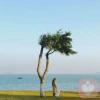 飞鱼