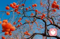 如意之事一二，八九心情與我小酌配圖