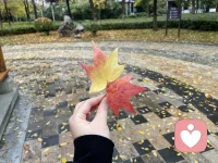 一葉知秋，秋葉如詩，它們在風中輕輕搖曳，仿佛在訴說著秋天的故事。配圖