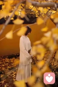 這一程
“銀”為有你，三生有“杏”配圖