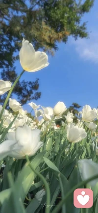 我們每個(gè)人都可以堅(jiān)定地追求自己的目標(biāo)，走過(guò)自己的荒野，收獲自己的美好，讓自己一疊美好的華年，如四季一般開(kāi)滿翩然。配圖