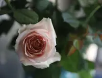 生命的根本需求是渴望被看見配圖