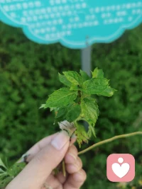 一個好孩子的畫像是：真實、善良、健康、快樂。父母的超額期待、過高要求、強力控制的結果只會導致孩子人格不健康，孩子能考上好學校，但走不長遠。配圖