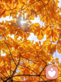 經(jīng)歷了創(chuàng)傷，但是，還沒有走出創(chuàng)傷的人，現(xiàn)在仍然有很多適應現(xiàn)實的困難者，就要去做“來訪者”；
經(jīng)歷了創(chuàng)傷，已經(jīng)從創(chuàng)傷中走出來的人，能夠比較好地適應現(xiàn)實環(huán)境者，就可以去選擇做“心理咨詢師”。配圖