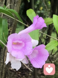 [玫瑰]心理分享20231013

[咖啡]注意自己做事時的動機，我考慮的是：別人如何評價我，還是我如何把這件事做得更好。

這是兩個完全不同的方向，如果是考慮外在的評價，并不是所有時候都會有評價，所以我們做事，就會出現有人評價就往好做，或是我們認為值得就往好做，沒人看到時，就不做或是糊弄；如果是只想把這件事做好，那決定權就在自己，并非因此事情就會做好，但內在的糾結會變少，雜念會減少，也就是說人或事會變得更“通透”。

當然這也需要我們深入覺察自己的動機，因為我們“騙”了自己這么多年，很多時候，我們自己都相信了[慪火]配圖