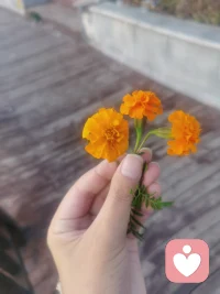 今天練習正念的感受
?感受：今天的呼吸練習感覺過的很快，之前呼吸敏感部位一直是觀察空氣進出鼻腔的整個過程，今天只觀察在鼻孔最初部位的感覺。當公園中的鳥叫的時候，感覺很煩躁（太難聽了，像嘮叨時候把嗓子吼啞的我），于是順勢開始觀聲音，長到正念即靜觀，于是讓心安靜下來，這時候傳來非常清脆悅耳的鳥叫聲，注意力不自覺的被吸引去了，又傳來音樂的聲音，曲調(diào)平靜但有淡淡的憂傷，于是注意力又被帶到了那里，留心到的時候試圖拉回來，但是有點難，于是覺察到，有時候我們會將注意力不斷的關(guān)注快樂（鳥叫），因為我們希望自己愉悅，很多時候，我們不自覺的共情并深陷第三方所表達的悲傷，且悲傷更加不容易抽離，于是，情緒一起一伏的不斷變化。這個時候，不要跟環(huán)境拉扯，也不要跟自己的意識爭辯，不要強制，快樂就快樂一會，憂傷也允許憂傷，接納自己不能很快的抽離。但當我們平靜下來，一切自然而然會回到本然的狀態(tài)。配圖