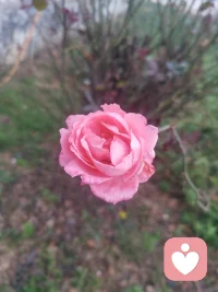 在好的伴侶關系里，彼此都能夠安心地將自己內在脆弱的部分讓對方看到，比如，委屈，悲傷，膽小，害怕，無能等。
??? 表達脆弱，會讓關系越走越親近。
??? 在伴侶面前表達脆弱需先評估關系的性能如何。如果伴侶關系性能良好，便可安心地向伴侶表達自己內在的脆弱。如若性能較差，那么需要在修復關系性能的過程中（咨詢過程中）表達自己內在的脆弱。冒然表達，有害無益。

??? 在糟糕的伴侶關系里，彼此都不敢、不愿、不肯讓對方看到自己內在脆弱的一面。于是，只能硬著頭皮選擇不甘示弱。比如，憤怒、指責、強勢、冷戰、剛硬等。
??? 不甘示弱，只會讓關系走向分裂。

???配圖