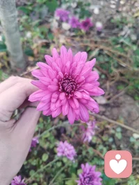 #心理創傷、時間性和轉化# 第一是要看見心智模式；第二是要承認創傷；第三是要決定自己想成為怎樣的人；第四要以目標為參照系，而不是以家族長輩的經歷為參照系，對家族的認同或反向形成都是在走極端。配圖