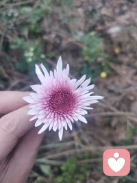 精神科醫(yī)生、心理咨詢師根本忙不過來，青少年的心理問題呈現(xiàn)出井噴式爆發(fā)。
?有幾個建議給到大家：（1）所有父母必須學習心理學，心理學是教育的基礎；
（2）家庭氛圍和家庭關系是健康的土壤，和諧、溫暖、平和、安全、快樂：
（3）祖父母輩退出核心家庭關系，他們是艱苦年代過來的人，說話不過腦子，句句扎孩子的心。
?祖父母輩不管過去有多成功，比如：校長、教授、院長、廳長局長，他們很有可能成為孩子的致病源，都需要退出第三代的教育。配圖