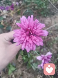 結(jié)束一段感情，對(duì)大多數(shù)人來(lái)說(shuō)都是一件痛苦的事。我們常常會(huì)把自己的力量交給另一個(gè)人，認(rèn)為對(duì)方就是我們感受到的愛(ài)的來(lái)源。要是對(duì)方離開(kāi)了，我們便會(huì)撕心裂肺、情緒崩潰。
我們忘記了愛(ài)就在我們心里，我們有能力去選擇自己的感受。記住，沒(méi)有哪個(gè)人、哪個(gè)地方或哪件事，可以牽制我們。
用愛(ài)去祝福另一個(gè)人，然后放下對(duì)方。配圖