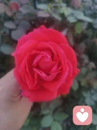 當(dāng)我內(nèi)心足夠強(qiáng)大
你指責(zé)我，我感受到你的受傷
你討好我，我看到你需要認(rèn)可
你超理智，我體會你的脆弱和害怕
你打岔，我懂得你如此渴望被看到配圖