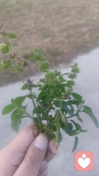 人們的心理受到創(chuàng)傷是因?yàn)樗麄冇龅搅死Ь硡s無法做出反抗，這些無法進(jìn)行的反抗會(huì)變成所謂的“未完成的動(dòng)作”，最終“固化”在人們的身體感受或者無法解釋的癥狀中。配圖