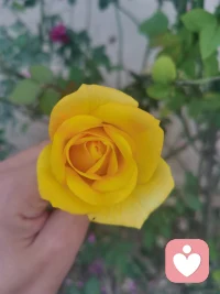 從小時(shí)候開始，就很喜歡心理學(xué)，上學(xué)的時(shí)候選修的也是心理學(xué)課程，近幾年不斷的在系統(tǒng)學(xué)習(xí)和實(shí)踐的路上。喜歡歐文 亞隆的話：我曾歷經(jīng)黑暗，不愿他人深陷其中。有人說(shuō)心理咨詢師都是深處痛苦中的人，這句話我覺得有一半對(duì)，個(gè)人認(rèn)為，真正的心理咨詢師都是經(jīng)歷痛苦但一定是已經(jīng)走出痛苦的人。坦率的說(shuō)，今天見到一個(gè)被父親養(yǎng)的很好的姑娘在幫父親做事的時(shí)候父女間的那個(gè)瞬間讓我真的感覺溫暖而羨慕，我總是在這種場(chǎng)景下希望沾沾光，以前會(huì)憂傷和孤獨(dú)，但經(jīng)過(guò)心理學(xué)處理后現(xiàn)在更多的是覺得美好和祝福。
?懵懂、莽撞、憧憬、期待、失望、提升，或許在一些人心中，成熟的代價(jià)是麻木、偽裝、欲望、謊言、對(duì)生活的應(yīng)付，我更想要的是寧?kù)o、照顧、尊重和對(duì)每個(gè)人不容易的看見。這也有個(gè)壞處，比如，越來(lái)越不好意思面對(duì)矛盾或沖突，但我相信，經(jīng)過(guò)一段時(shí)間的成長(zhǎng)，這個(gè)也會(huì)被化解。
?每一個(gè)遇見都值得遇見，每一個(gè)經(jīng)歷都值得經(jīng)歷，當(dāng)我們不知道、不明白的時(shí)候，不妨問(wèn)問(wèn)自己：我所經(jīng)歷過(guò)的或者正在經(jīng)歷著的，它所帶給我的意義是什么？配圖