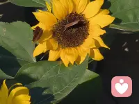 咨詢感悟：
           一個男性，在結婚之前，至少要處理好兩點：
第一、處理好過去的創傷帶來的心靈傷害，如果處理不好，他會在無意識間把這種傷害帶給自己的妻子！
第二、做好與自己的父母情感上的分離與分化，如果處理不好，他可能會成為“媽寶男”、大男子主義等，從而給自己妻子帶來一定的傷害！
      然后帶著獨立健全的人格，去經營自己的婚姻關系！
?配圖