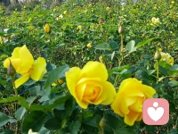 有一類父母 ，屬于自戀的父母 ，會高壓管控孩子！
       很多父母雖然是成年人，但在心理上，還像一個嗷嗷待哺的嬰兒一樣。
      受全能自戀感的支配，他們覺得自己想要什么別人必須立刻滿足，對待孩子也是一樣的。
      他們要求孩子必須按照自己的期待發展，完成自己期待的事務。如果沒有，他們的全能自戀受挫，就會轉化為全能暴怒。會沖孩子發泄，會不停地嘮叨，會做出傷害孩子的事。
?配圖