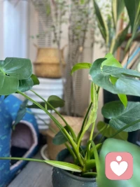 不要去關注
跟您自身成長無關的人事物
關注得多了
神就守不住
自己就會沒有能量
沒有能量就沒有一切
身心健康關系財富都會變差
不內耗不消耗能量就會起來
所以
斷舍離
聚焦美好
讓自己成為注意力的主人
成為念頭的主人
成為情緒的主人
成為語言系統的主人……
向心??向新[拳頭]配圖