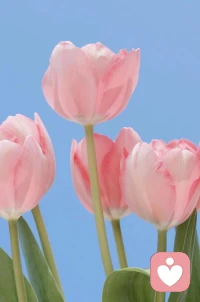 如果你跟一个人在一起，经常被指责，感到羞辱，需要警惕，那很可能不是你的问题。有可能是那个人自己内心有太多无法容纳，自己又消化不了的被指责的羞辱感，分裂出来扔给你的结果。配图