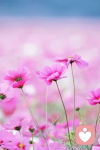 當你的能量越來越高的時候，你發現，你開始理解身邊的每一個人了。只是他們處在不同的能量頻率，沒有好壞沒有對錯，呈現出不同的狀態，進而做出了不同的選擇。所以請允許你自己做自己，也允許別人去做別人。配圖