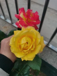 咨詢有感：
?       有些時(shí)候 ，女性對(duì)狗（寵物）的愛(ài)，遠(yuǎn)遠(yuǎn)大于對(duì)老公的愛(ài)！因?yàn)閻?ài)狗比較安全，狗不會(huì)傷人的心，而愛(ài)老公太不安全！配圖