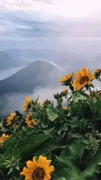 【微語】清醒于時光，安穩(wěn)于日常。人應(yīng)該循環(huán)在自己的喜歡里，允許別人做別人，也允許自己做自己，早上好??配圖