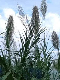 剛則易折，緊弦易斷，人生需要張弛有度。忙碌時一心一意做好該做的事，休息時努力挖掘生活中的無窮樂趣。幸福是學會掌握平衡，讓自己勞逸結合，自在生活配圖