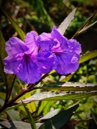 花開花落是景,起起伏伏是人生。

已經在低谷了，怎么走都是向上,當下的糟糕也只是黎明前短暫的黑暗。

相信我,花會沿路開,我們的未來也是。配圖