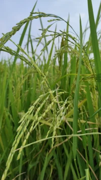 生活如同一杯水，負面的情緒就像掉進杯中的塵土。如果不斷地去攪和，它就會充滿我們的生活；如果選擇讓心靜下來，那么負面情緒自然會慢慢沉淀。保持積極的心態，才能品嘗生活的甘甜。配圖