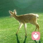 a的头像