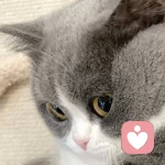 顾的头像