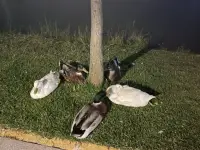 你是高敏感人群嗎？
每5個人里面就有1個人高度敏感，他們常常具
有以下行為：
1.特別感性，感受力強，情感細膩，內心戲多
2.過度在意他人的評價和感受，謹小慎微；
3.富有同情心，能對他人感同身受；
4.注重細節，對周圍環境的改變很敏感；
5.深入思考，對事物的看法比較深刻
6.舉棋不定，常常“選擇猶豫
7.常常胡思亂想配圖