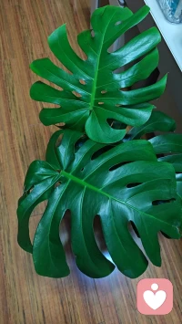 好久沒有上線了，今晚又打開這里，專注的去做一件事，才能從中找到樂趣。我們不缺時間問題，缺少的是一份耐心與堅守。
我在這里，等你傾訴……