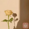 那束光