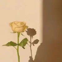 那些?，?錯過，就是昔?；那些事，再美好，皆成往事。時光把過去濃縮成記憶，你可以回?，但?法回轉(zhuǎn)，?切遇到的、訣別的、擁有的、失去的，都?可更改。凡事看得開、想得透、拿得起、放得下，學(xué)會隱忍性情，懂得克制欲望，退卻時理智，謙讓時?度，除卻雜念，少些攀?，就會隨緣?適配圖