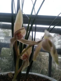 蘭花！高貴典雅的象征配圖
