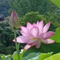 一個人最大的人格魅力是，
活成一束光源，照亮了別人，
也溫暖了自己。配圖