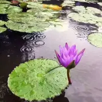 所有的不凡，一定伴隨著數不盡的跌倒；所有的輝煌，一定伴隨著數不清的挫折。沒有一件事情可以讓你一步登天，更沒有一件事情可以將你徹底打垮。不停走，別放棄，總有一天會走到柳暗花明。配圖
