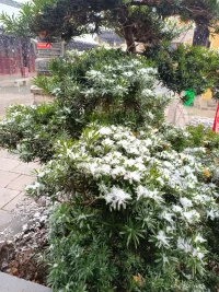 一朝江南雪，半夢醉人間。配圖