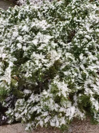 一朝江南雪，半夢醉人間。配圖