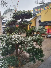 一朝江南雪，半夢醉人間。配圖