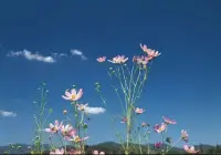 我们永远不要期待别人的拯救，只有自己才能升华自己。自己已准备好了多少容量，方能吸引对等的人与我们相遇，否则再美好的人出现、再动人的事情降临身边，我们也没有能量去理解与珍惜，终将擦肩而过。